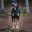 Adventure Trails Dog Harness - Evergreen