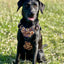 Adventure Trails dog harness - Sunflowers on my mind