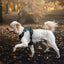 Adventure Trails Dog Harness - Evergreen