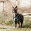 Adventure Trails Dog Harness - Hunting Ground