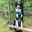 Adventure Trails Dog Harness - Hunting Ground