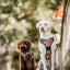 Adventure Trails dog harness - Sunflowers on my mind