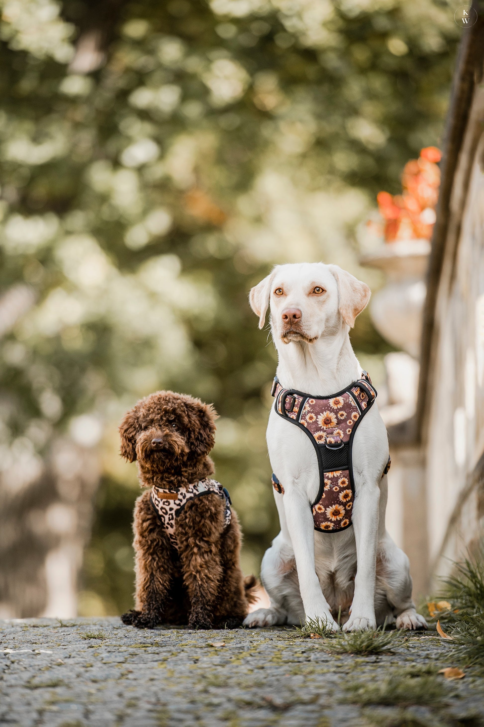 Adventure Trails dog harness - Sunflowers on my mind
