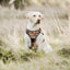 Adventure Trails dog harness - Sunflowers on my mind