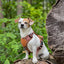 Terrain Trails dog harness - Caramel luxury