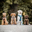 Adventure Trails dog harness - Sunflowers on my mind