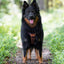 Terrain Trails dog harness - Caramel luxury