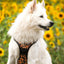 Adventure Trails dog harness - Sunflowers on my mind
