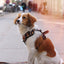 Adventure Trails dog harness - Sunflowers on my mind