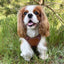 Terrain Trails dog harness - Caramel luxury