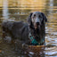 Adventure Trails Dog Harness - Evergreen