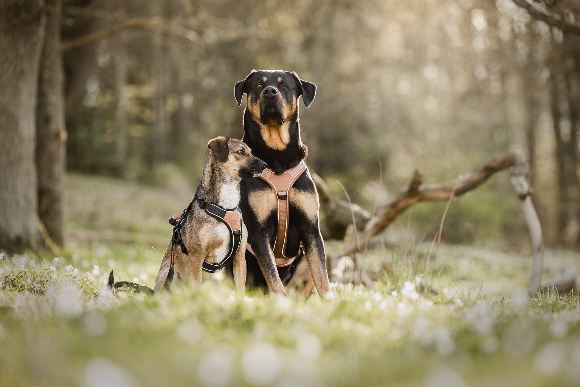 Terrain Trails dog harness - Caramel luxury