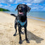 Adventure Trails Dog Harness - Hunting Ground