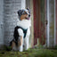 Adventure Trails Dog Harness - Evergreen