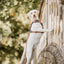 Adventure Trails dog harness - Sunflowers on my mind