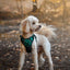 Adventure Trails Dog Harness - Evergreen