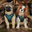 Adventure Trails Dog Harness - Evergreen