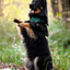 Adventure Trails Dog Harness - Evergreen