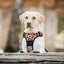 Adventure Trails dog harness - Sunflowers on my mind