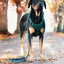 Adjustable dog leash - Evergreen