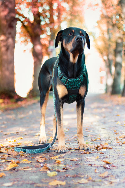 Adjustable dog leash - Evergreen