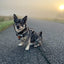 Terrain Trails dog harness - Stylish Black