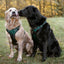 Adventure Trails Dog Harness - Evergreen