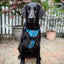 Adventure Trails Dog Harness - Hunting Ground