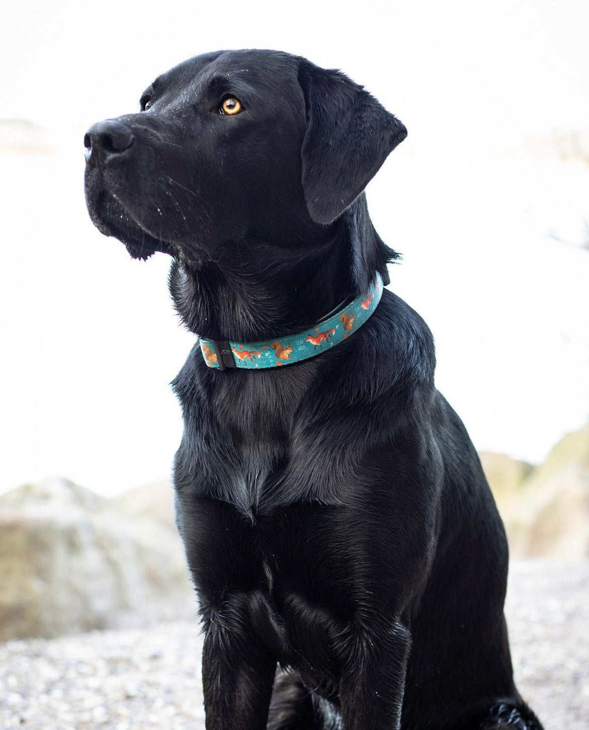 Collar - Hunting ground