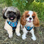 Adventure Trails Dog Harness - Hunting Ground