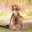 Terrain Trails dog harness - Stylish Black