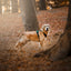 Adventure Trails Dog Harness - Evergreen