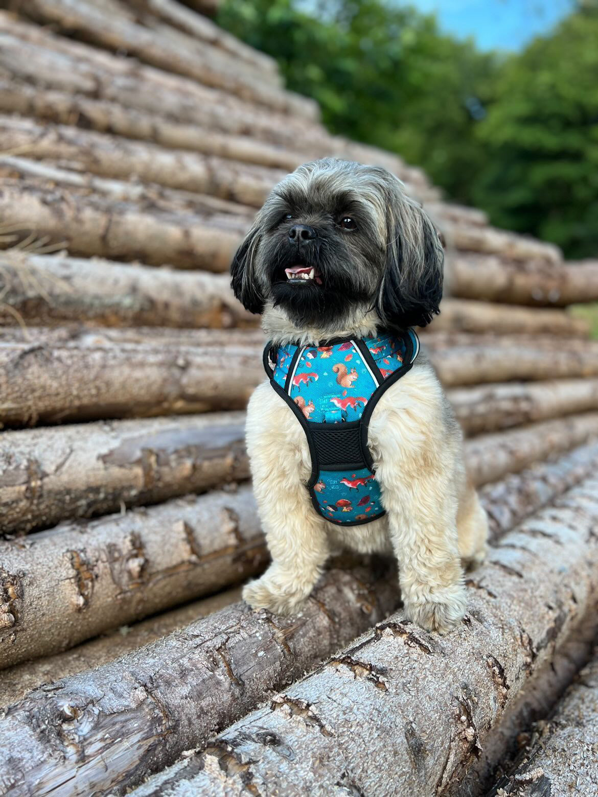 Adventure Trails Dog Harness - Hunting Ground