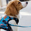Adventure Trails Dog Harness - Hunting Ground