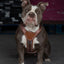 Terrain Trails dog harness - Caramel luxury