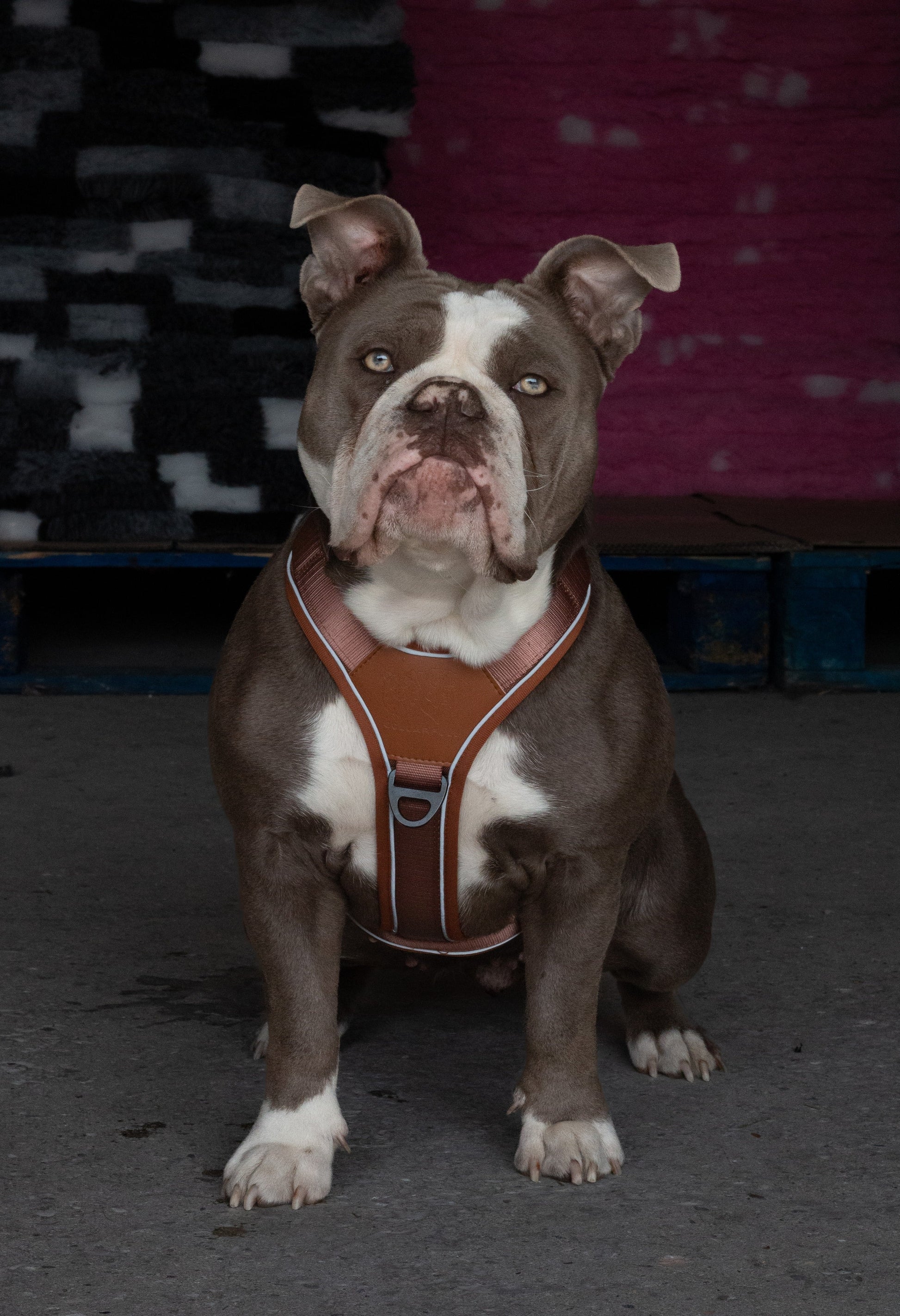 Terrain Trails dog harness - Caramel luxury